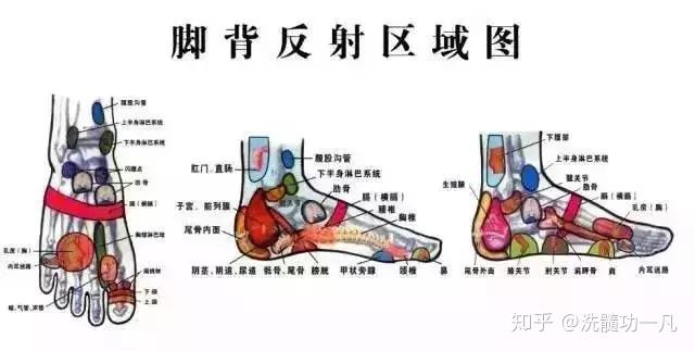 咳嗽,咽痛——按脚背