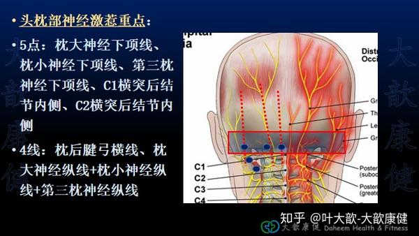 颈椎横突前中后节结3条线  第1 2肋骨斜角肌附着点