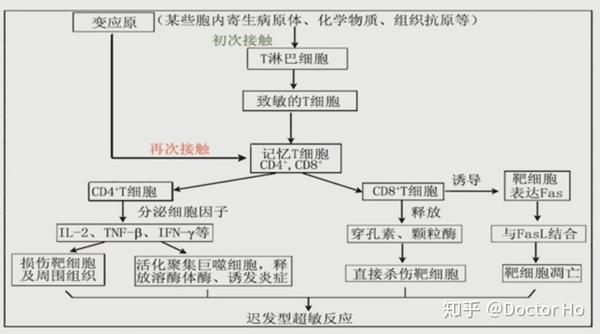 反应慢;(再次接触相同抗原后24-72h发生);消退慢(迟发型超敏反应)