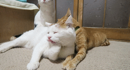 有什么适用于和老公/男票撒娇的可爱表情包?