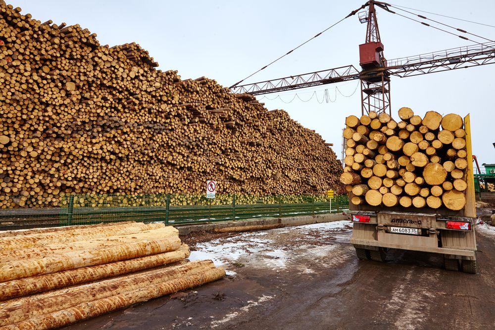 俄罗斯将完全禁止圆木出口华商木材厂还能继续撸羊毛吗
