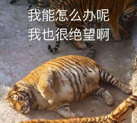评价哔哩哔哩华为荣耀官方苹果泡泡营销碰手机账号手机龙图片