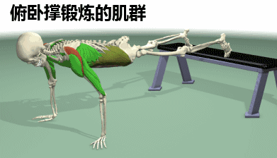 超长距离俯卧撑:主要锻炼胸大肌外侧和弘二头肌(关节角度大于135度时