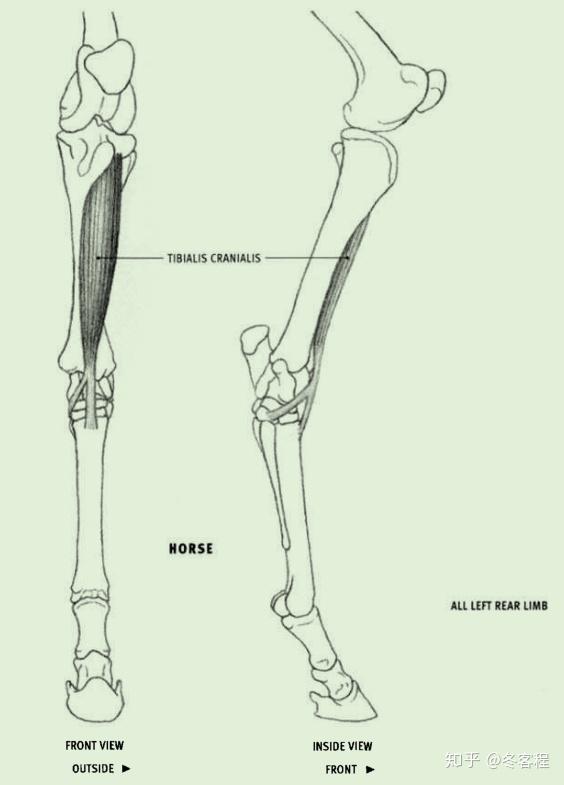 动物肌肉后肢胫骨前肌
