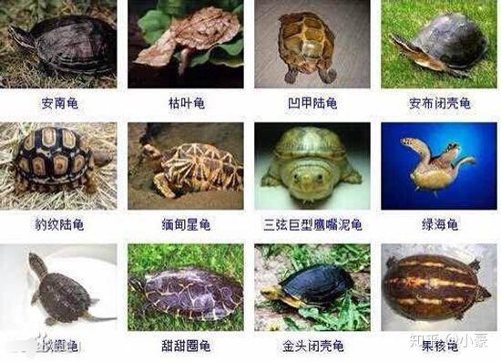 给大家参考吧:中华草龟,金钱龟,石金钱龟,海南金钱龟,眼斑龟,黄喉水龟