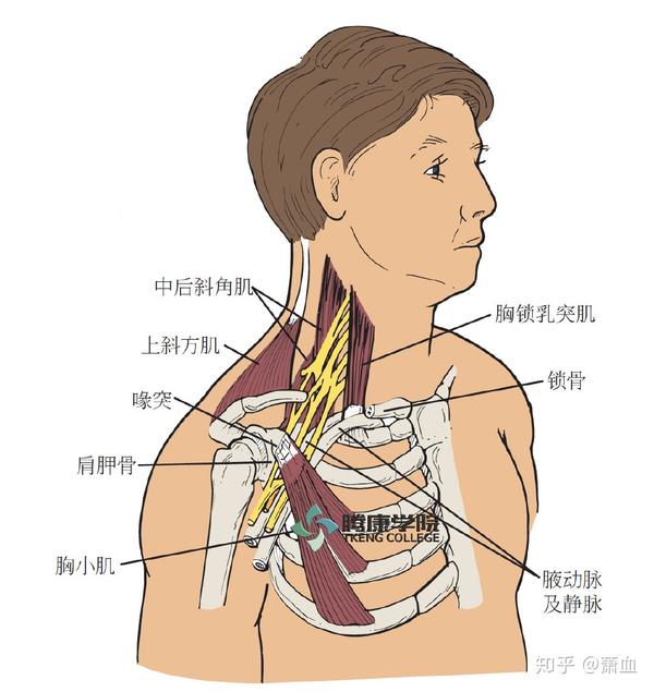 血管与臂丛相连,并在锁骨下,第一肋骨上方和胸小肌后喙突下共同走行.