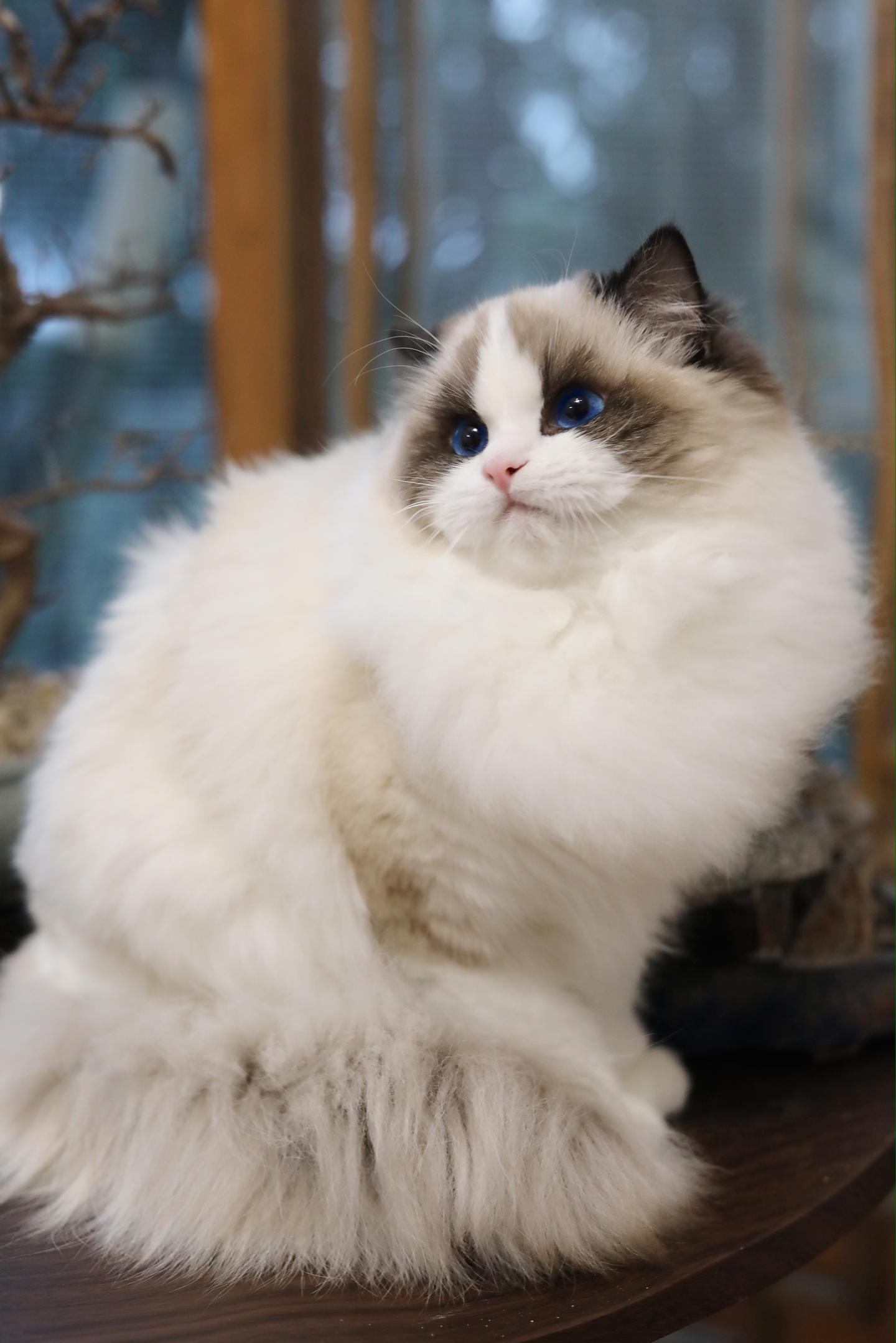 不要给布偶猫剃毛 千万不要