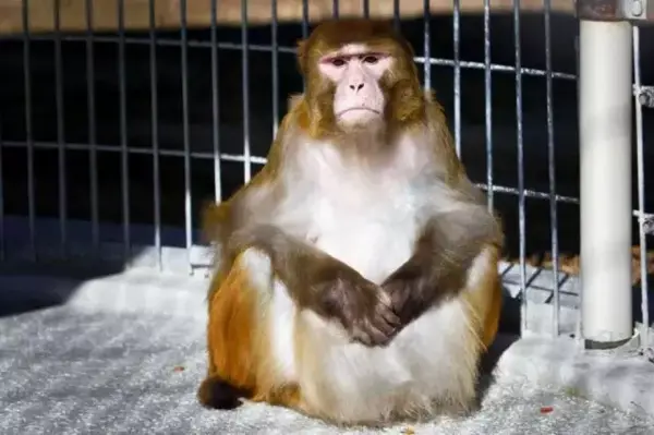 为什么猴子的脸很皱,但是人的脸却很光滑? | 睡前科学故事