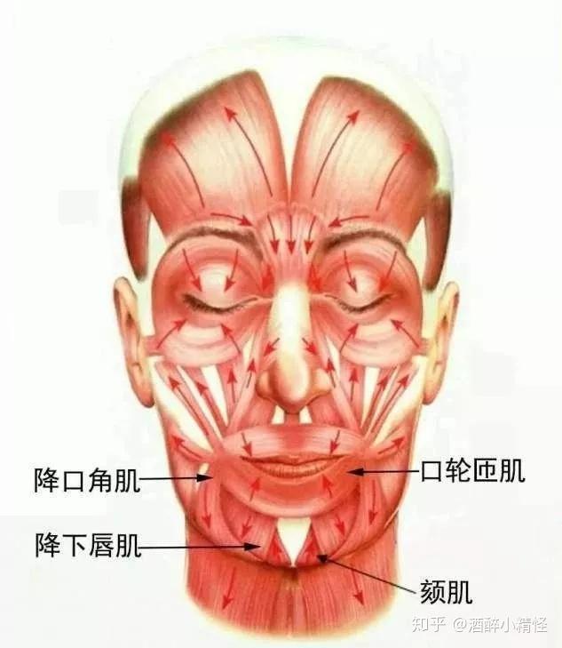 对于面部产生下拉力量的肌肉,主要是颈阔肌以及降口角肌,也就是下面两