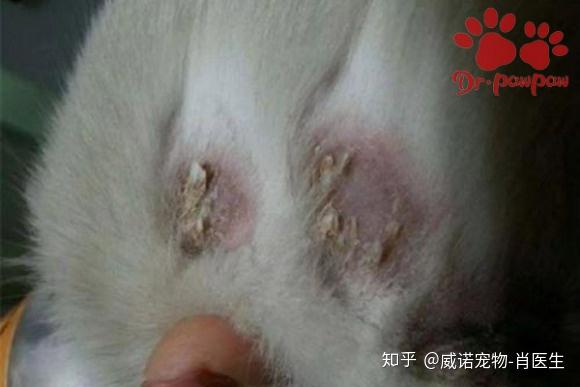 猫咪全身起癣用什么药