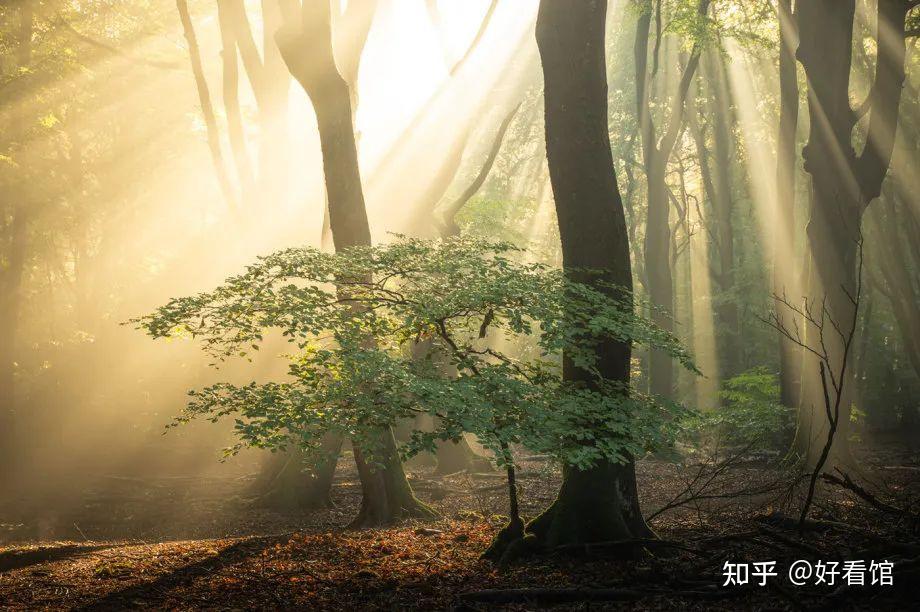 森林壁纸|大自然绿色森林壁纸|森林风景壁纸|唯美图片