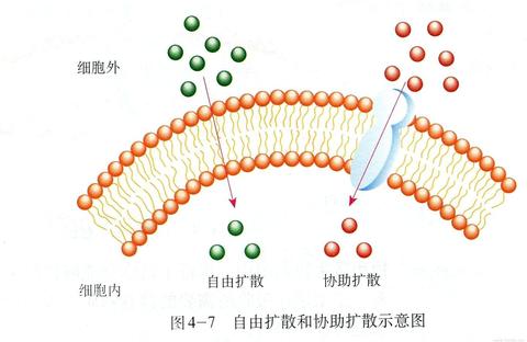 在自由扩散中,只看单个分子, 每个分子的运动都是自由的,也就是可以