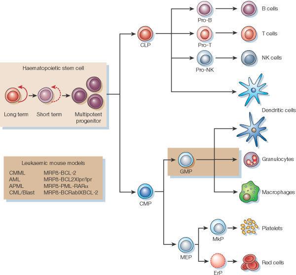 白血病细胞到底是哪里来源的?它是分化不成熟的白细胞