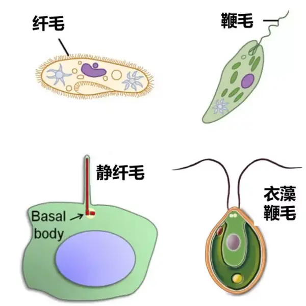 加以区分,它们被命名为 "初级纤毛"(primary cilia),或者叫静纤毛[3]