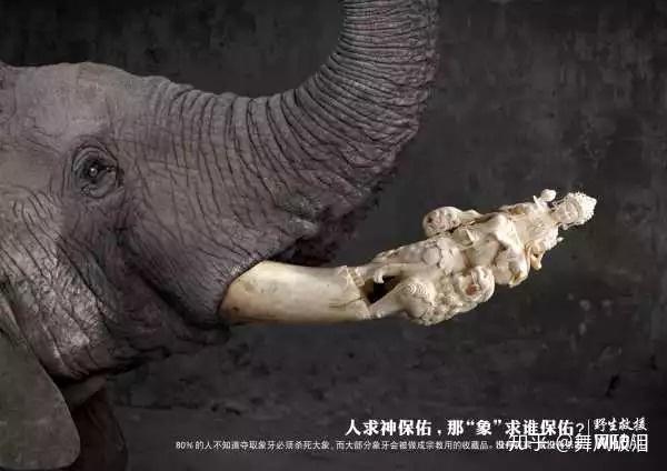 我为什么不支持刻意保护珍稀动物