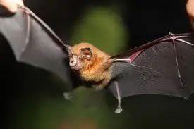 该病毒是decomposer_gt病毒进化器_g病毒进化器