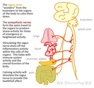 迷走神经中80%是传入神经纤维,其作用是将感觉信号从我们的内脏器官