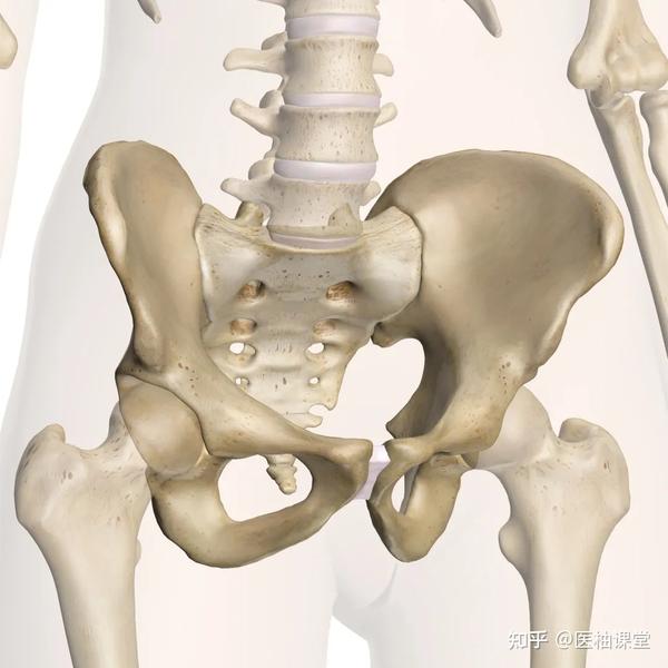 髋骨由髂骨,耻骨和坐骨组成,三骨汇合于髋臼,16岁左右完全融合.