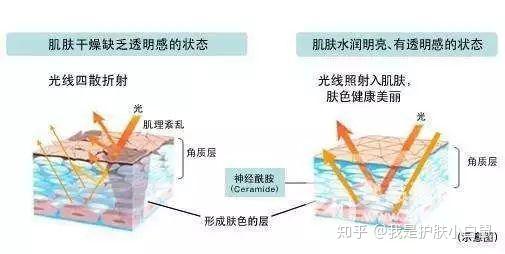 肌肤 缺少神经酰胺的具体表现很多,比如 神经酰胺对皮肤的的作用 保湿