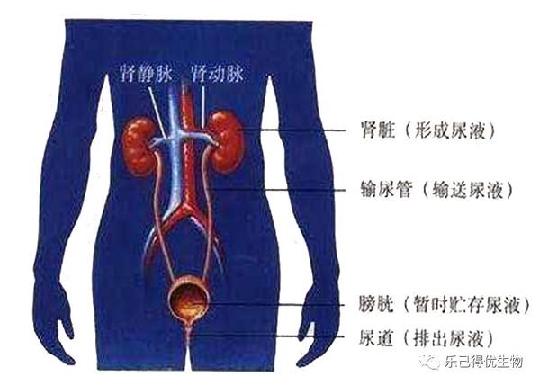 泌尿系统由肾脏,输尿管,膀胱和尿道组成. 肾脏是形成尿液的器官.17.
