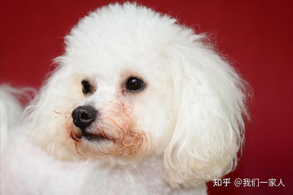 看上去一团白花花的"棉球"比熊犬,非常受人们欢迎,但是这么可爱的比熊