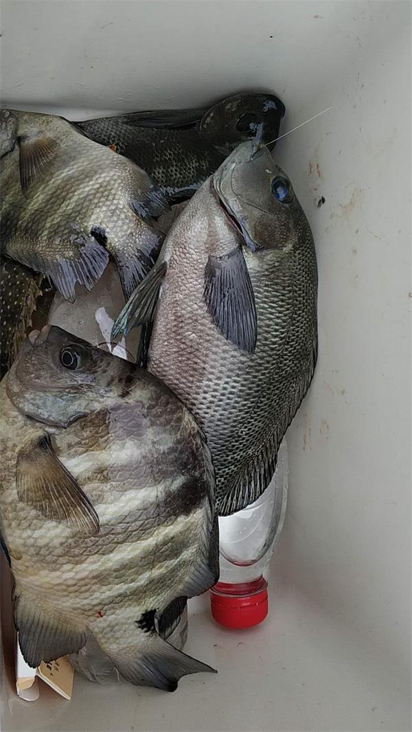 阿超海钓常钓对象鱼介绍其他2