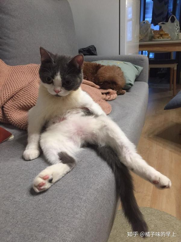被猫踩奶是一种什么样的体验?