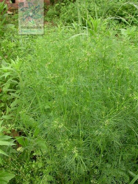 这个和小茴香长的很的植物叫什么?