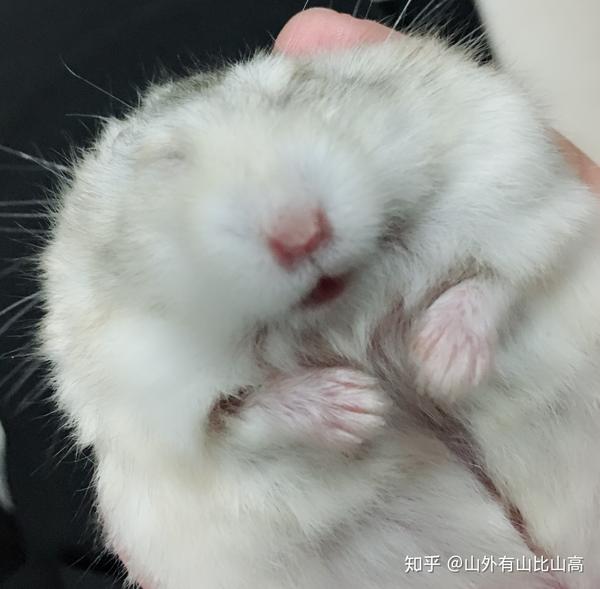 仓鼠可以胖到什么程度?