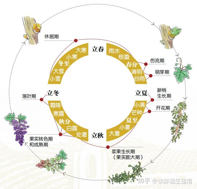 葡萄酒知识卡片20葡萄生长周期物候期