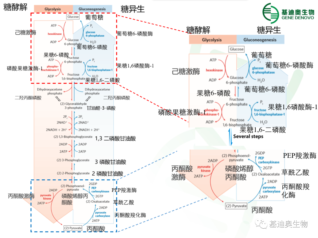 糖酵解糖原异生信号通路专题解析