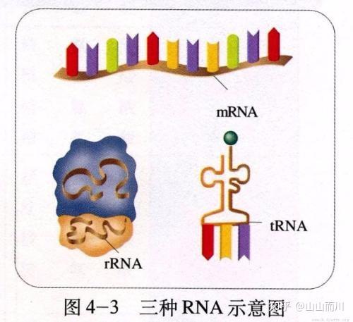 高中生物rrnatrna能不能进行逆转录如果不能又是为什么