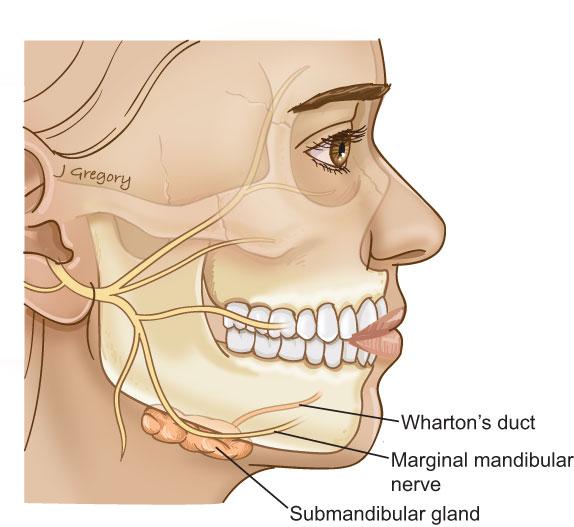 颌下腺是什么?颌下腺是我们的大唾液儋之一.