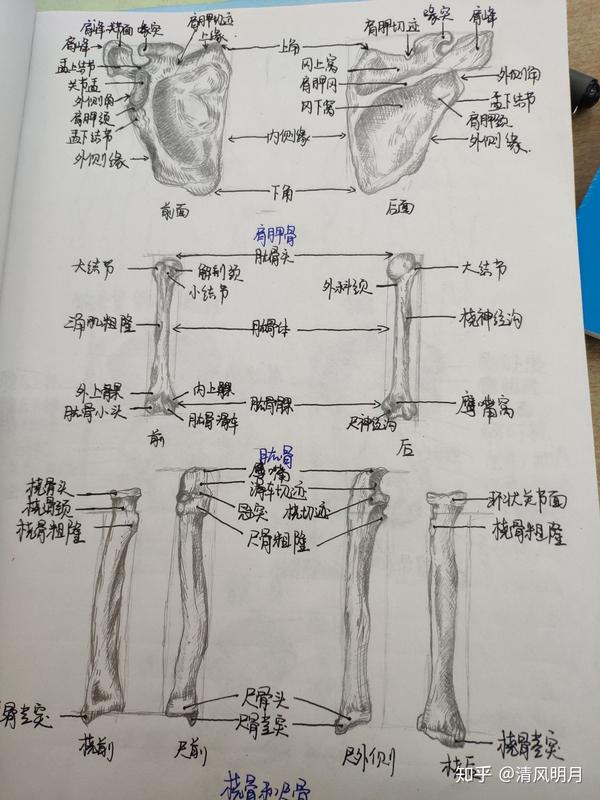 医学生如何学好解剖学?