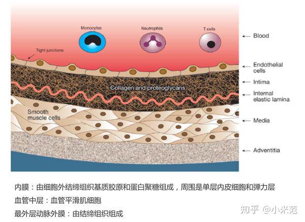 正常的动脉血管解剖结构从形态学上可分为三层,如下图.