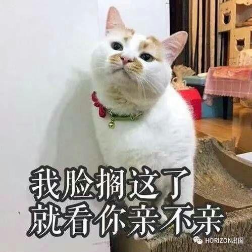 有什么逗人开心的表情包?