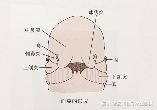 颌面部的胚胎发育之面部的发育