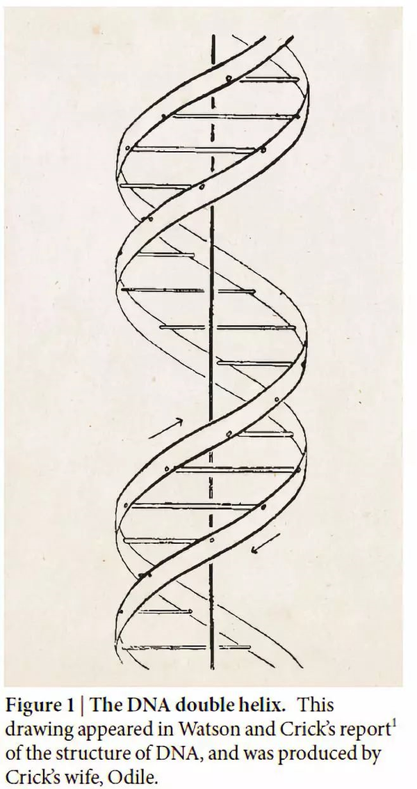 dna双螺旋结构,此结构示意图来源于1952年dna双螺旋结构的文章,由