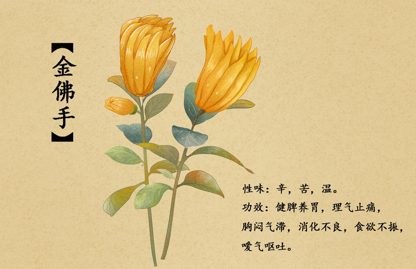 芳疗学院佛手柑精油原来功效有这么多你居然还没用