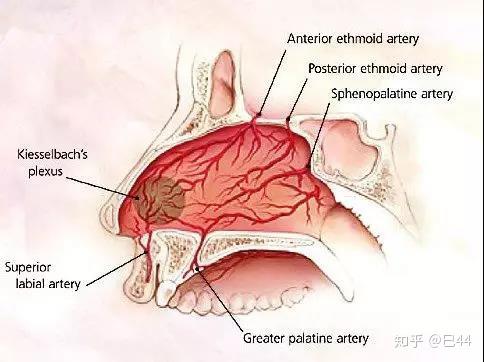 而且黏膜比较薄;而孩子更容易发生鼻出血,除了鼻粘膜更为娇嫩,菲薄以