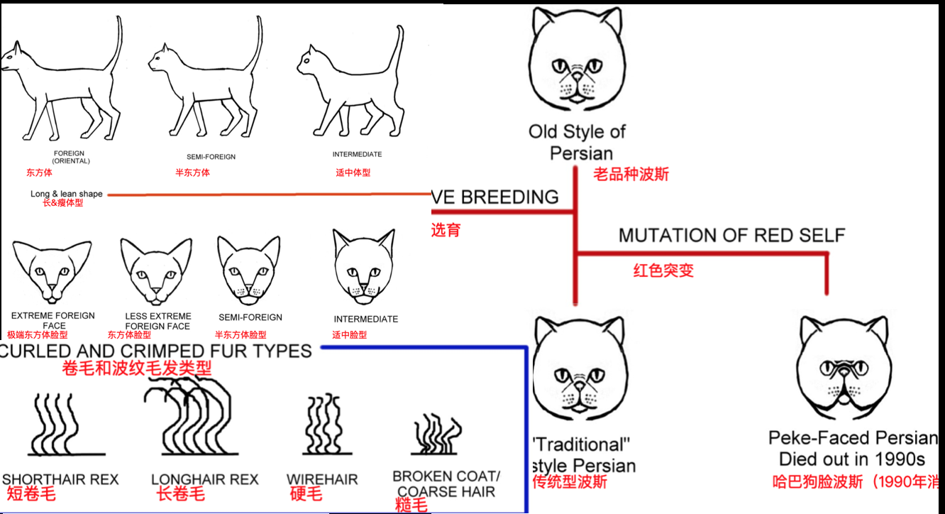 猫咪体型毛发身体各部位种类汇编图表