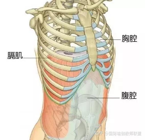 当横膈肌收缩时,肺部会跟着扩张,从而吸气;当横膈膜放松时,肺部弹性