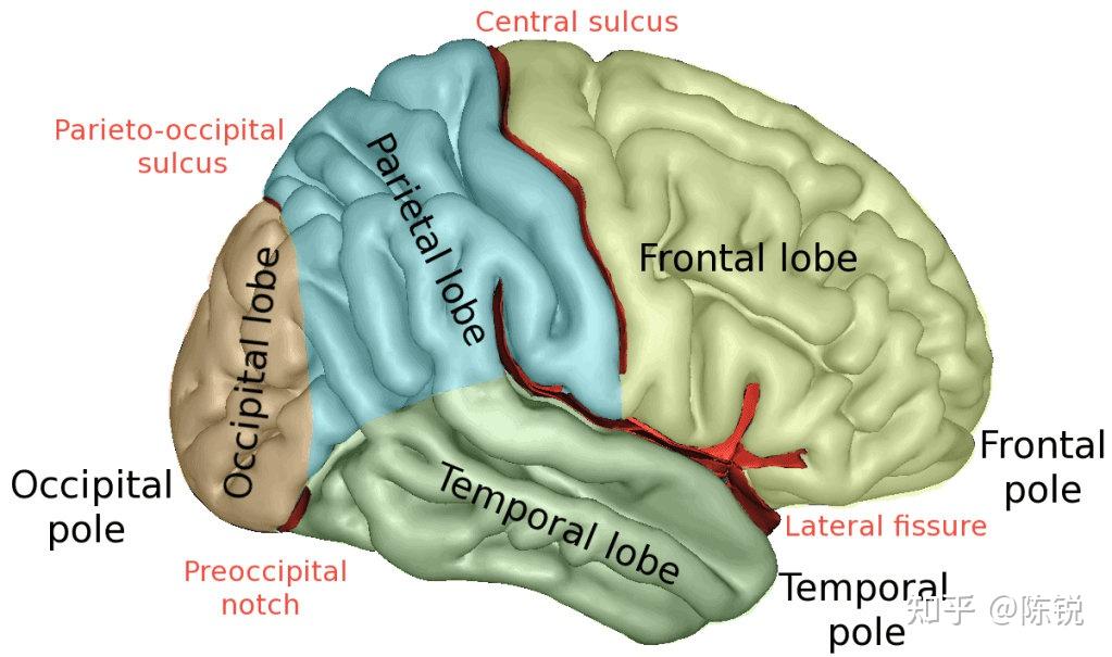 anatomy position and structure of the occipital brain lobe枕叶