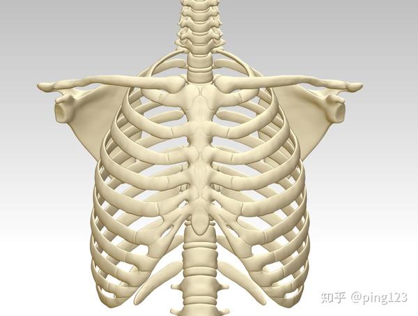 人胸骨结构模型图3d打印下载,人体胸腔骨架模型,人体胸腔骨头3d模型