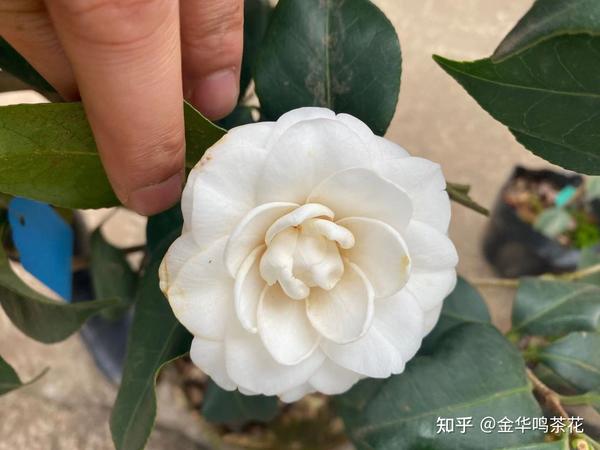 粉十祥景茶花,鸳鸯凤冠茶花