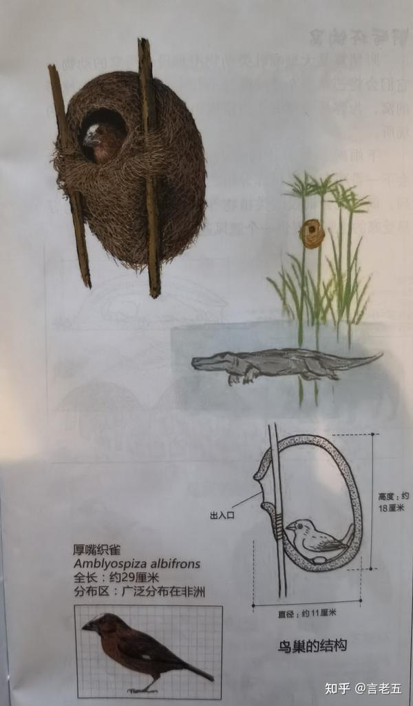 动物界的建筑大师们