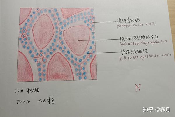 组胚红蓝铅笔绘图组织结构