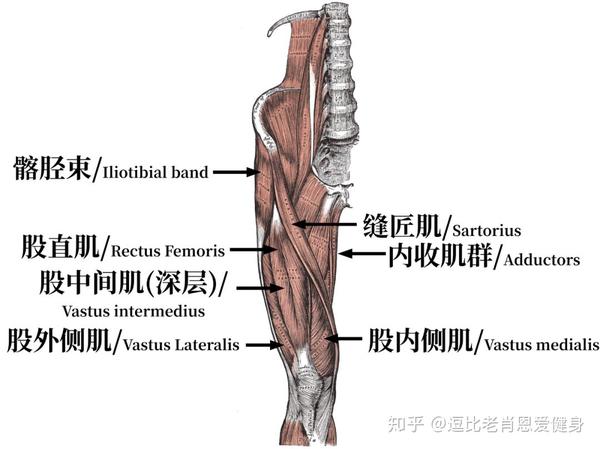 梨状肌/piriformis: 连接至大腿骨, 负责大腿的外旋
