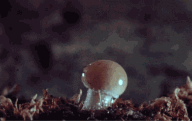 每天早上丁丁高高翘起,是憋坏了吗?