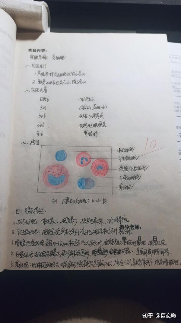 病理学实验报告